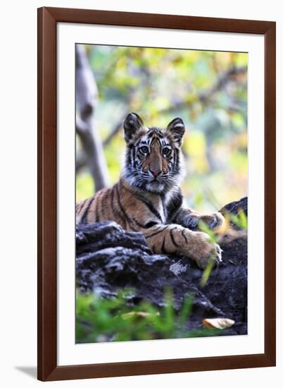 Bengal Tiger, Panthera Tigris Tigris, Bandhavgarh National Park, Madhya Pradesh, India-Kim Sullivan-Framed Photographic Print