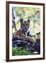 Bengal Tiger, Panthera Tigris Tigris, Bandhavgarh National Park, Madhya Pradesh, India-Kim Sullivan-Framed Photographic Print