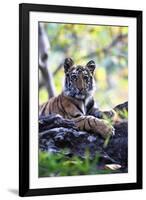 Bengal Tiger, Panthera Tigris Tigris, Bandhavgarh National Park, Madhya Pradesh, India-Kim Sullivan-Framed Photographic Print