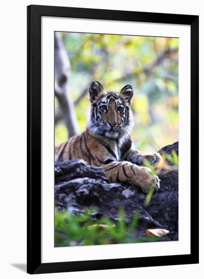 Bengal Tiger, Panthera Tigris Tigris, Bandhavgarh National Park, Madhya Pradesh, India-Kim Sullivan-Framed Photographic Print