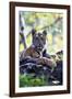 Bengal Tiger, Panthera Tigris Tigris, Bandhavgarh National Park, Madhya Pradesh, India-Kim Sullivan-Framed Photographic Print