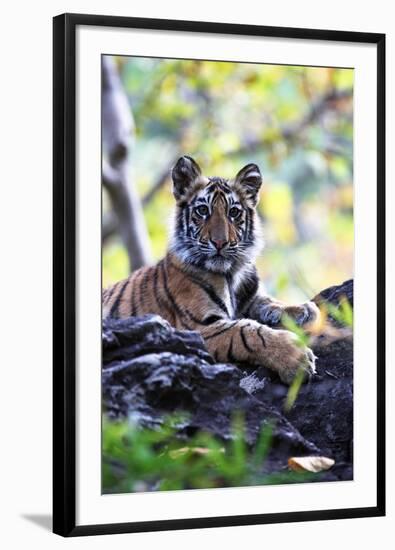 Bengal Tiger, Panthera Tigris Tigris, Bandhavgarh National Park, Madhya Pradesh, India-Kim Sullivan-Framed Photographic Print