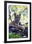 Bengal Tiger, Panthera Tigris Tigris, Bandhavgarh National Park, Madhya Pradesh, India-Kim Sullivan-Framed Photographic Print