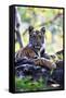 Bengal Tiger, Panthera Tigris Tigris, Bandhavgarh National Park, Madhya Pradesh, India-Kim Sullivan-Framed Stretched Canvas