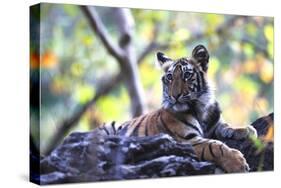 Bengal Tiger, Panthera Tigris Tigris, Bandhavgarh National Park, Madhya Pradesh, India-Kim Sullivan-Stretched Canvas