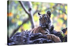 Bengal Tiger, Panthera Tigris Tigris, Bandhavgarh National Park, Madhya Pradesh, India-Kim Sullivan-Stretched Canvas