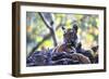 Bengal Tiger, Panthera Tigris Tigris, Bandhavgarh National Park, Madhya Pradesh, India-Kim Sullivan-Framed Photographic Print