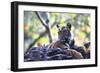 Bengal Tiger, Panthera Tigris Tigris, Bandhavgarh National Park, Madhya Pradesh, India-Kim Sullivan-Framed Photographic Print