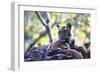 Bengal Tiger, Panthera Tigris Tigris, Bandhavgarh National Park, Madhya Pradesh, India-Kim Sullivan-Framed Photographic Print