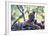 Bengal Tiger, Panthera Tigris Tigris, Bandhavgarh National Park, Madhya Pradesh, India-Kim Sullivan-Framed Photographic Print