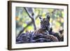 Bengal Tiger, Panthera Tigris Tigris, Bandhavgarh National Park, Madhya Pradesh, India-Kim Sullivan-Framed Photographic Print