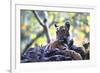 Bengal Tiger, Panthera Tigris Tigris, Bandhavgarh National Park, Madhya Pradesh, India-Kim Sullivan-Framed Photographic Print