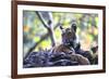 Bengal Tiger, Panthera Tigris Tigris, Bandhavgarh National Park, Madhya Pradesh, India-Kim Sullivan-Framed Photographic Print