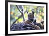 Bengal Tiger, Panthera Tigris Tigris, Bandhavgarh National Park, Madhya Pradesh, India-Kim Sullivan-Framed Photographic Print