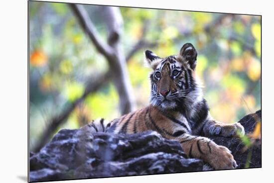 Bengal Tiger, Panthera Tigris Tigris, Bandhavgarh National Park, Madhya Pradesh, India-Kim Sullivan-Mounted Photographic Print