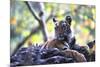 Bengal Tiger, Panthera Tigris Tigris, Bandhavgarh National Park, Madhya Pradesh, India-Kim Sullivan-Mounted Photographic Print