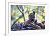 Bengal Tiger, Panthera Tigris Tigris, Bandhavgarh National Park, Madhya Pradesh, India-Kim Sullivan-Framed Photographic Print