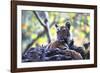 Bengal Tiger, Panthera Tigris Tigris, Bandhavgarh National Park, Madhya Pradesh, India-Kim Sullivan-Framed Photographic Print