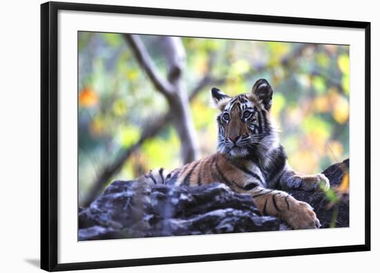 Bengal Tiger, Panthera Tigris Tigris, Bandhavgarh National Park, Madhya Pradesh, India-Kim Sullivan-Framed Photographic Print