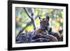 Bengal Tiger, Panthera Tigris Tigris, Bandhavgarh National Park, Madhya Pradesh, India-Kim Sullivan-Framed Photographic Print