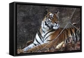 Bengal Tiger, Panthera Tigris Tigris, Bandhavgarh National Park, Madhya Pradesh, India-Kim Sullivan-Framed Stretched Canvas