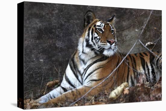 Bengal Tiger, Panthera Tigris Tigris, Bandhavgarh National Park, Madhya Pradesh, India-Kim Sullivan-Stretched Canvas