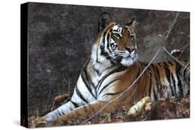 Bengal Tiger, Panthera Tigris Tigris, Bandhavgarh National Park, Madhya Pradesh, India-Kim Sullivan-Stretched Canvas