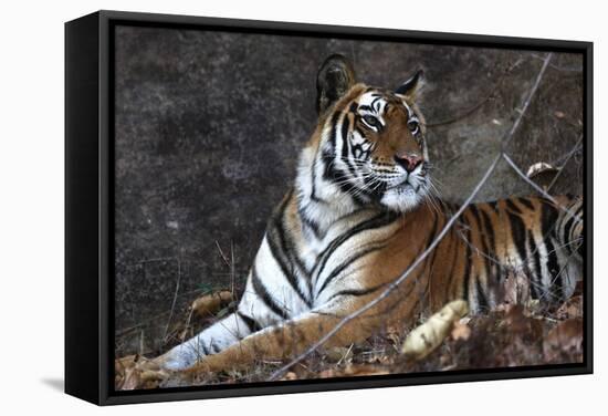 Bengal Tiger, Panthera Tigris Tigris, Bandhavgarh National Park, Madhya Pradesh, India-Kim Sullivan-Framed Stretched Canvas
