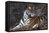 Bengal Tiger, Panthera Tigris Tigris, Bandhavgarh National Park, Madhya Pradesh, India-Kim Sullivan-Framed Stretched Canvas