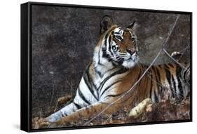 Bengal Tiger, Panthera Tigris Tigris, Bandhavgarh National Park, Madhya Pradesh, India-Kim Sullivan-Framed Stretched Canvas