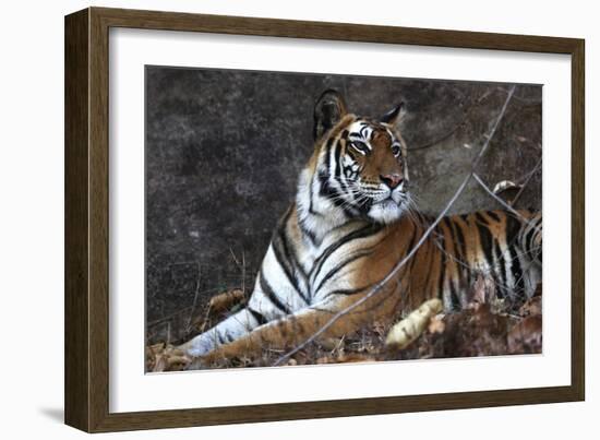 Bengal Tiger, Panthera Tigris Tigris, Bandhavgarh National Park, Madhya Pradesh, India-Kim Sullivan-Framed Photographic Print