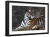 Bengal Tiger, Panthera Tigris Tigris, Bandhavgarh National Park, Madhya Pradesh, India-Kim Sullivan-Framed Photographic Print