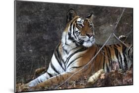 Bengal Tiger, Panthera Tigris Tigris, Bandhavgarh National Park, Madhya Pradesh, India-Kim Sullivan-Mounted Photographic Print