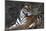 Bengal Tiger, Panthera Tigris Tigris, Bandhavgarh National Park, Madhya Pradesh, India-Kim Sullivan-Mounted Photographic Print