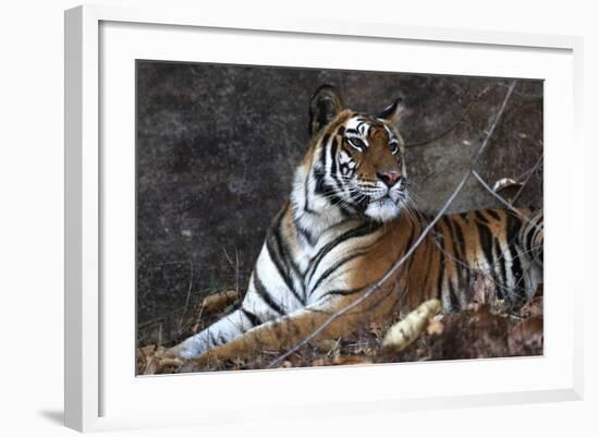 Bengal Tiger, Panthera Tigris Tigris, Bandhavgarh National Park, Madhya Pradesh, India-Kim Sullivan-Framed Photographic Print