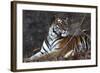 Bengal Tiger, Panthera Tigris Tigris, Bandhavgarh National Park, Madhya Pradesh, India-Kim Sullivan-Framed Photographic Print