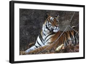 Bengal Tiger, Panthera Tigris Tigris, Bandhavgarh National Park, Madhya Pradesh, India-Kim Sullivan-Framed Photographic Print