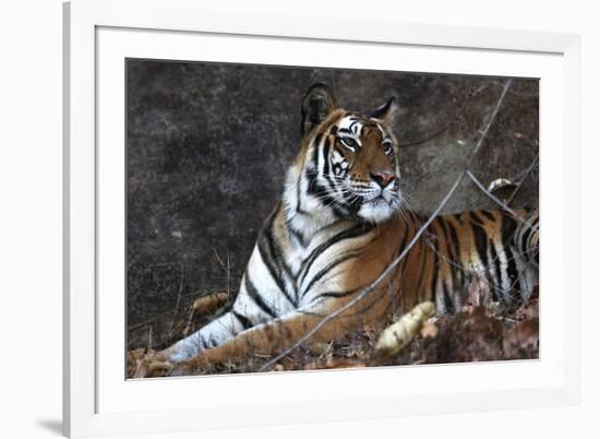 Bengal Tiger, Panthera Tigris Tigris, Bandhavgarh National Park, Madhya Pradesh, India-Kim Sullivan-Framed Photographic Print