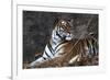 Bengal Tiger, Panthera Tigris Tigris, Bandhavgarh National Park, Madhya Pradesh, India-Kim Sullivan-Framed Photographic Print