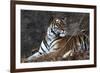 Bengal Tiger, Panthera Tigris Tigris, Bandhavgarh National Park, Madhya Pradesh, India-Kim Sullivan-Framed Photographic Print