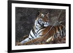 Bengal Tiger, Panthera Tigris Tigris, Bandhavgarh National Park, Madhya Pradesh, India-Kim Sullivan-Framed Photographic Print