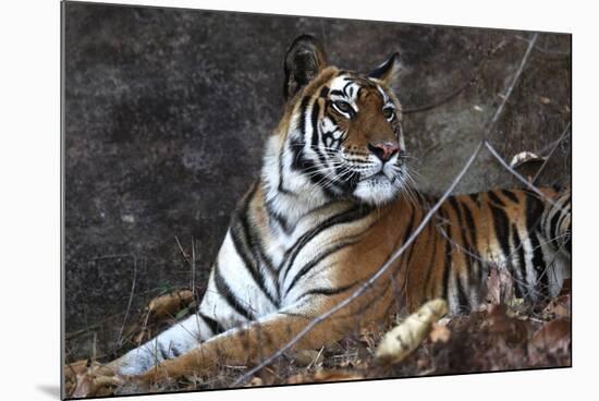 Bengal Tiger, Panthera Tigris Tigris, Bandhavgarh National Park, Madhya Pradesh, India-Kim Sullivan-Mounted Photographic Print