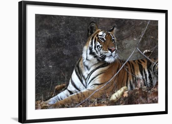 Bengal Tiger, Panthera Tigris Tigris, Bandhavgarh National Park, Madhya Pradesh, India-Kim Sullivan-Framed Photographic Print