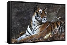 Bengal Tiger, Panthera Tigris Tigris, Bandhavgarh National Park, Madhya Pradesh, India-Kim Sullivan-Framed Stretched Canvas