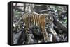 Bengal Tiger, Panthera Tigris Tigris, Bandhavgarh National Park, Madhya Pradesh, India-Kim Sullivan-Framed Stretched Canvas