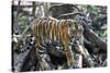 Bengal Tiger, Panthera Tigris Tigris, Bandhavgarh National Park, Madhya Pradesh, India-Kim Sullivan-Stretched Canvas