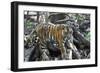 Bengal Tiger, Panthera Tigris Tigris, Bandhavgarh National Park, Madhya Pradesh, India-Kim Sullivan-Framed Photographic Print