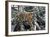 Bengal Tiger, Panthera Tigris Tigris, Bandhavgarh National Park, Madhya Pradesh, India-Kim Sullivan-Framed Photographic Print