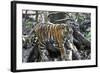 Bengal Tiger, Panthera Tigris Tigris, Bandhavgarh National Park, Madhya Pradesh, India-Kim Sullivan-Framed Photographic Print