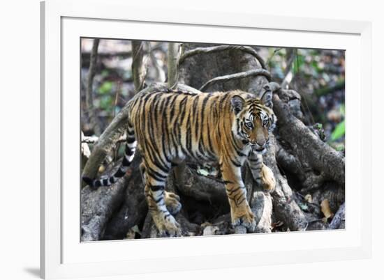 Bengal Tiger, Panthera Tigris Tigris, Bandhavgarh National Park, Madhya Pradesh, India-Kim Sullivan-Framed Photographic Print